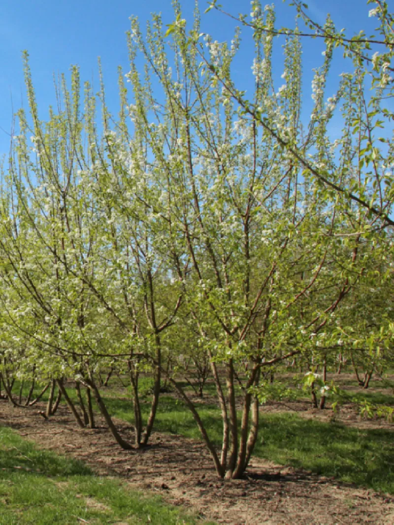 PRUNUS mahaleb (Cerisier de SainteLucie) — free download