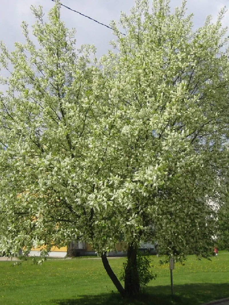 PRUNUS mahaleb (Cerisier de SainteLucie) — free download
