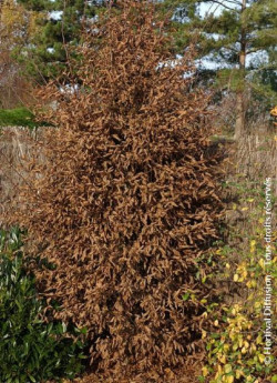 CARPINUS betulus