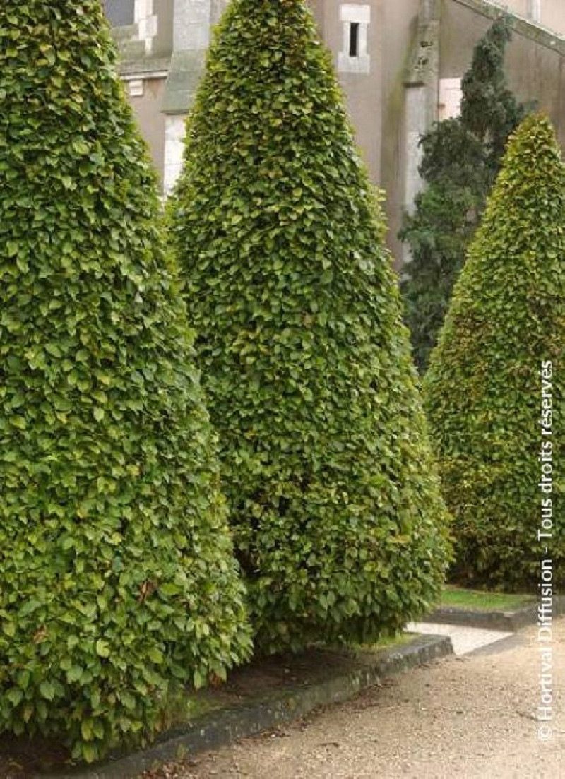 CARPINUS betulus (Charme commun) — free download