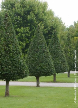 CARPINUS betulus