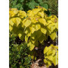 CATALPA bignonioides AUREA