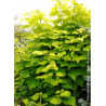 CATALPA bignonioides AUREA