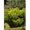 CATALPA bignonioides AUREA