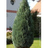 CHAMAECYPARIS lawsoniana COLUMNARIS