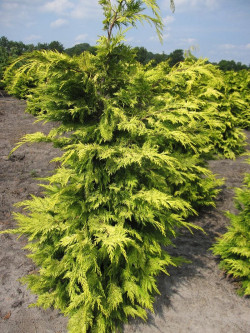 CHAMAECYPARIS lawsoniana GOLDEN WONDER