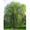 SALIX sepulcralis TRISTIS