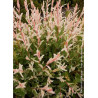 SALIX integra HAKURO-NISHIKI
