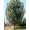 SALIX alba