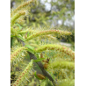 SALIX alba