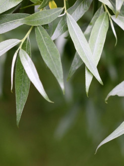 SALIX alba