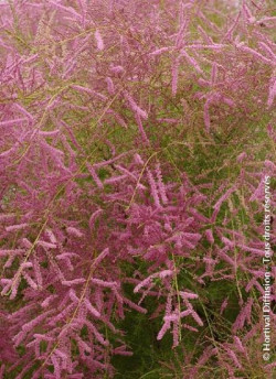 TAMARIX ramosissima