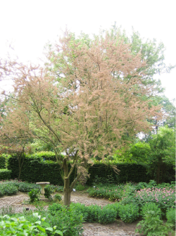 TAMARIX ramosissima