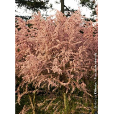 TAMARIX tetrandra
