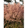 TAMARIX tetrandra