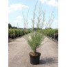 TAMARIX En pot de 10-12 litres