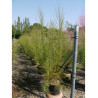 TAMARIX En pot de 15-20 litres
