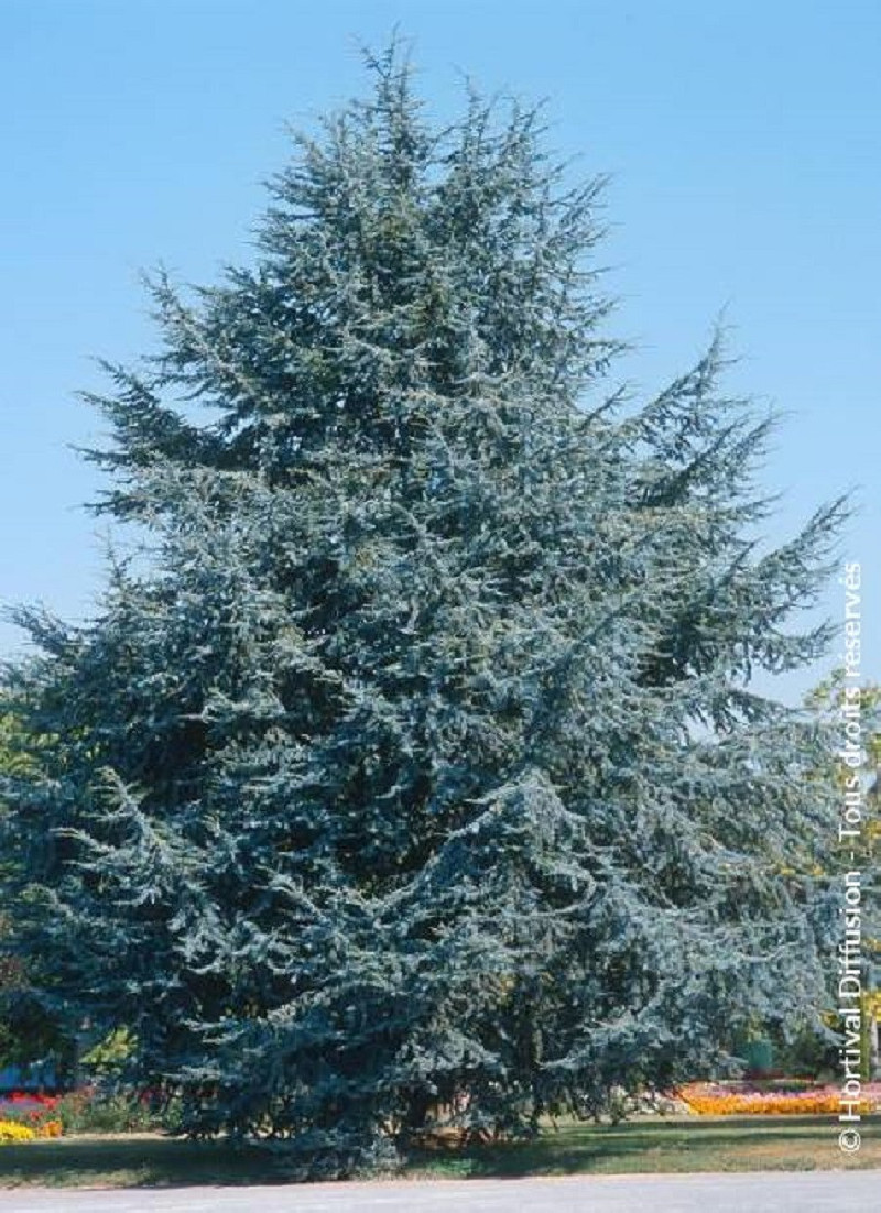 Cèdre de l'Atlas (Cedrus atlantica) - HE Bio - Bioflore - 30 ml