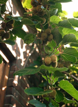 KIWI autofertile SOLO