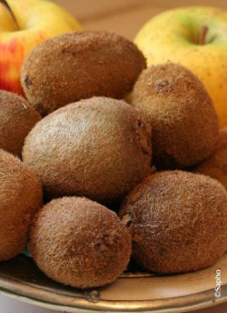 KIWI autofertile SOLOSSIMO