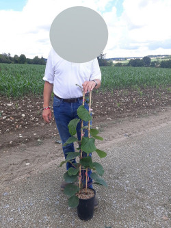 KIWI autofertile SOLOSSIMO En pot de 4-5 litres