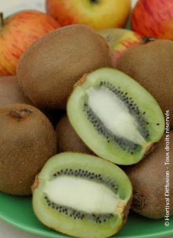 KIWI femelle HAYWARD