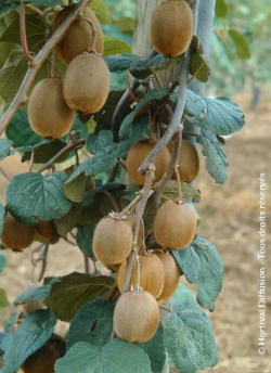 KIWI femelle HAYWARD