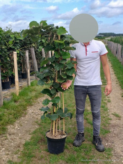 KIWI mâle TOMURI En pot de 10-12 litres