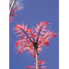 CEDRELA sinensis FLAMINGO