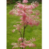 CEDRELA sinensis FLAMINGO