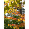 CERCIDIPHYLLUM japonicum