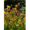 CERCIDIPHYLLUM japonicum