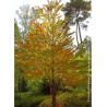 CERCIDIPHYLLUM japonicum