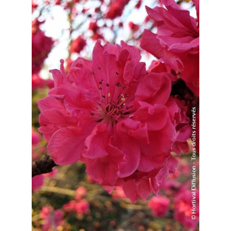 PRUNUS persica TAOFLORA RED PRUNUS persica TAOFLORA RED