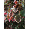 CERCIS canadensis CAROLINA SWEETHEART