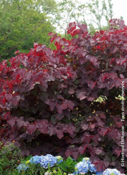 CERCIS canadensis FOREST PANSY