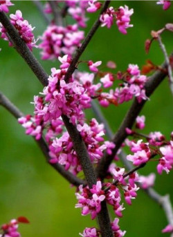 CERCIS canadensis FOREST PANSY