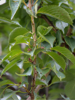 PRUNUS pandora