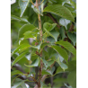 PRUNUS pandora