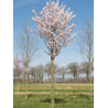 PRUNUS pandora