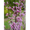 CERCIS canadensis HEARTS OF GOLD