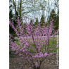CERCIS canadensis HEARTS OF GOLD