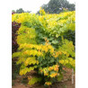 CERCIS canadensis HEARTS OF GOLD