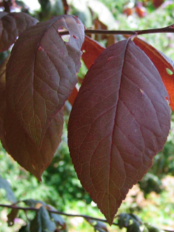 PRUNUS TRAILBLAZER