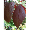 PRUNUS TRAILBLAZER