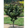 CERCIS canadensis LITTLE WOODY