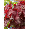 CERCIS canadensis RED FORCE