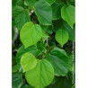 CERCIS chinensis AVONDALE