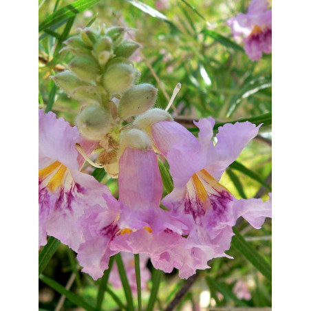 CHILOPSIS linearis CHILOPSIS linearis