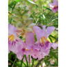 CHILOPSIS linearis